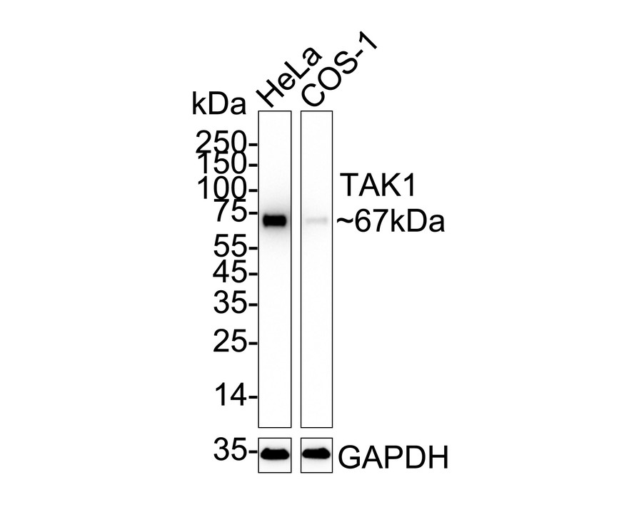 HA750424_3.jpg