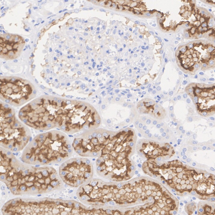 HA750429_2.jpg