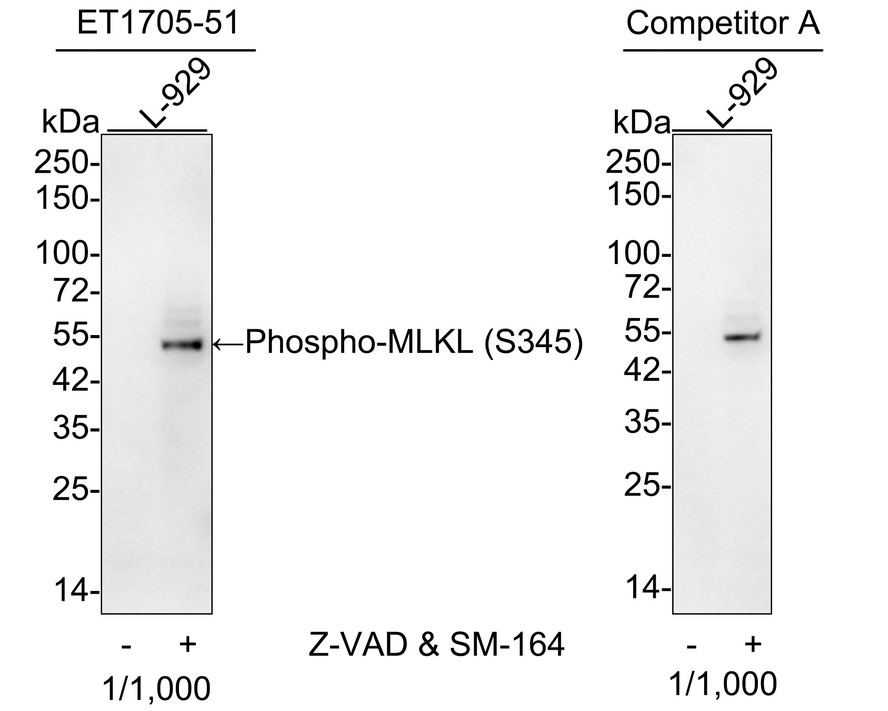 HA750433_1.jpg