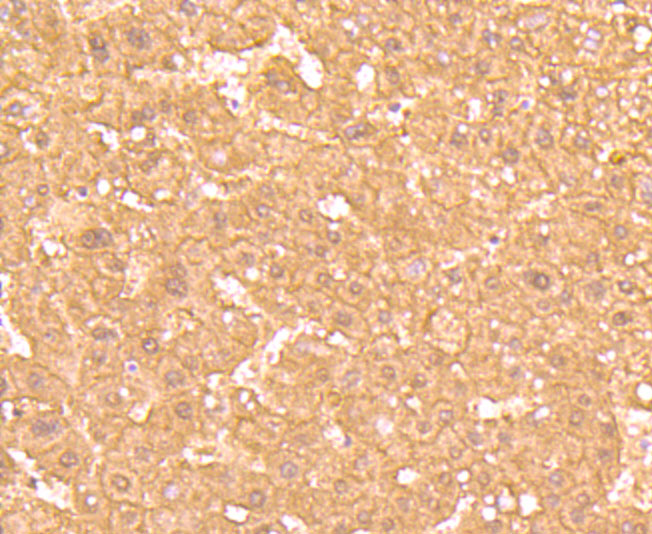 HA750435_2.jpg