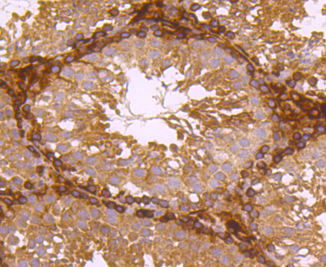 HA750435_5.jpg
