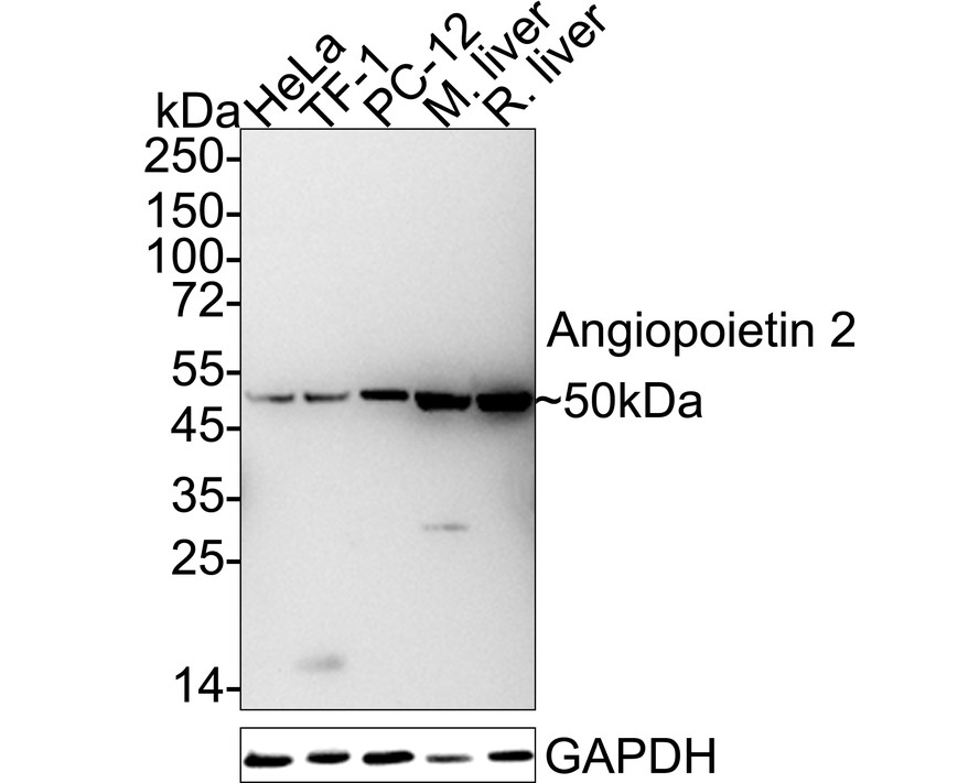 HA750436_1.jpg