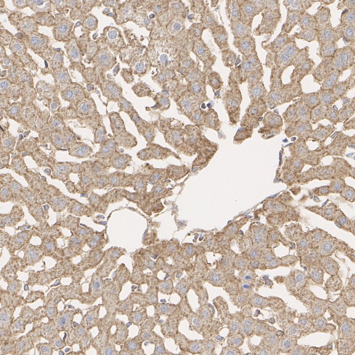 HA750436_3.jpg