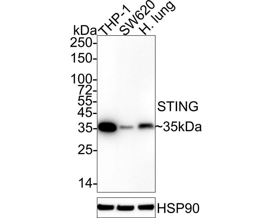 HA750437_1.jpg