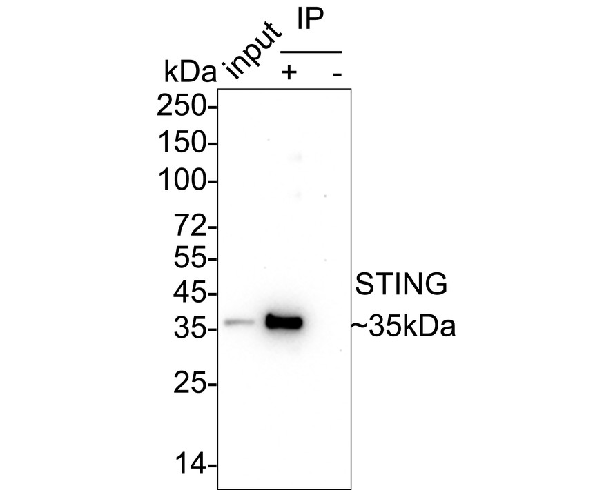 HA750437_6.jpg