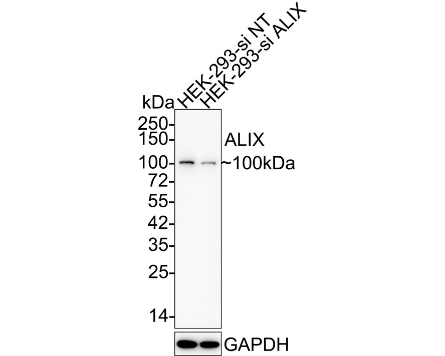 HA750439_2.jpg