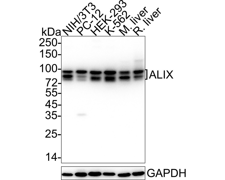 HA750439_3.jpg