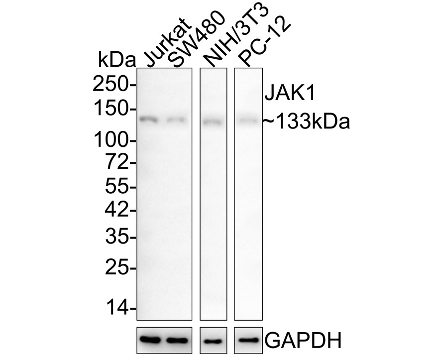 HA750442_1.jpg