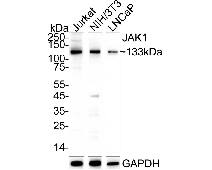 HA750442_2.jpg