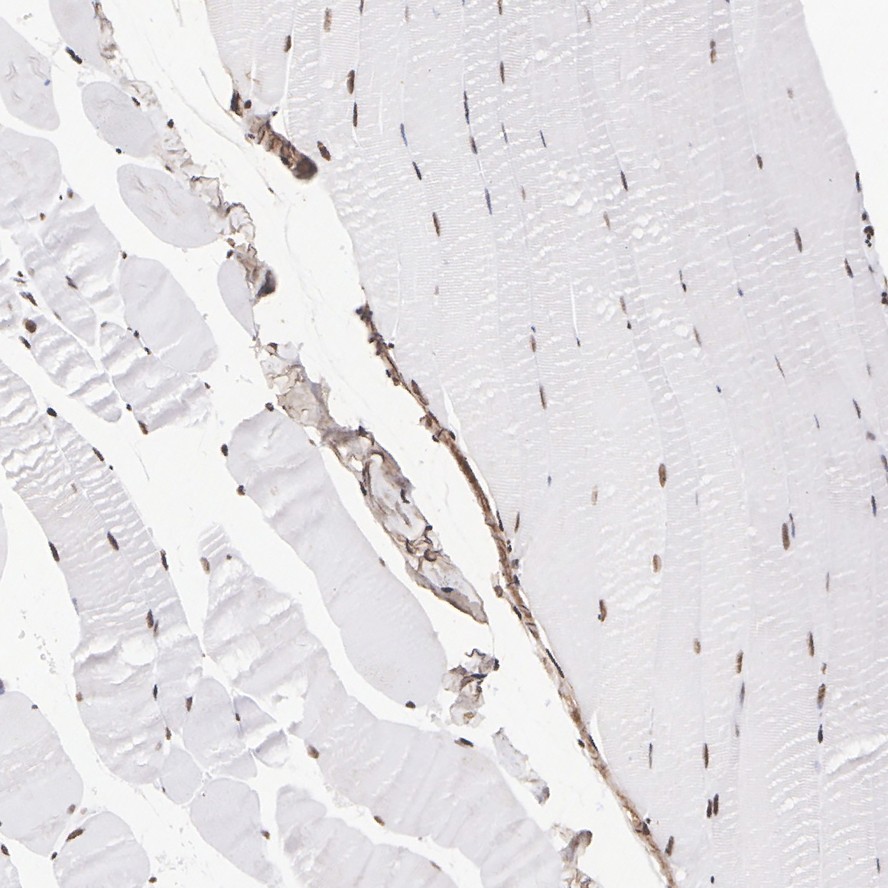 HA750444_6.jpg
