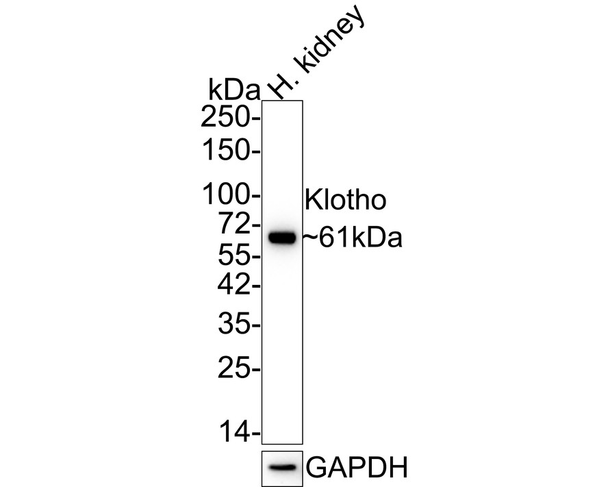 HA750445_1.jpg