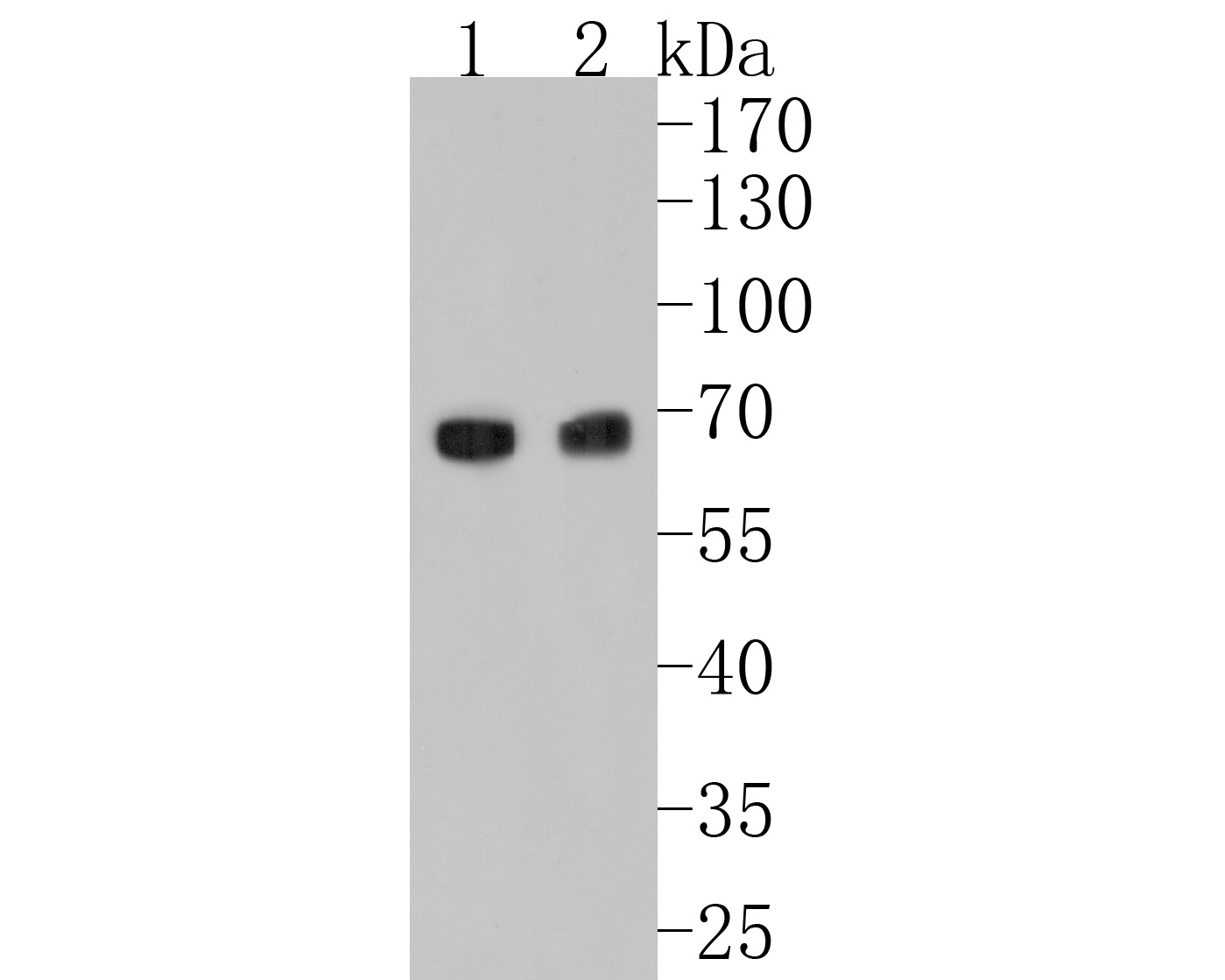 HA750445_2.jpg
