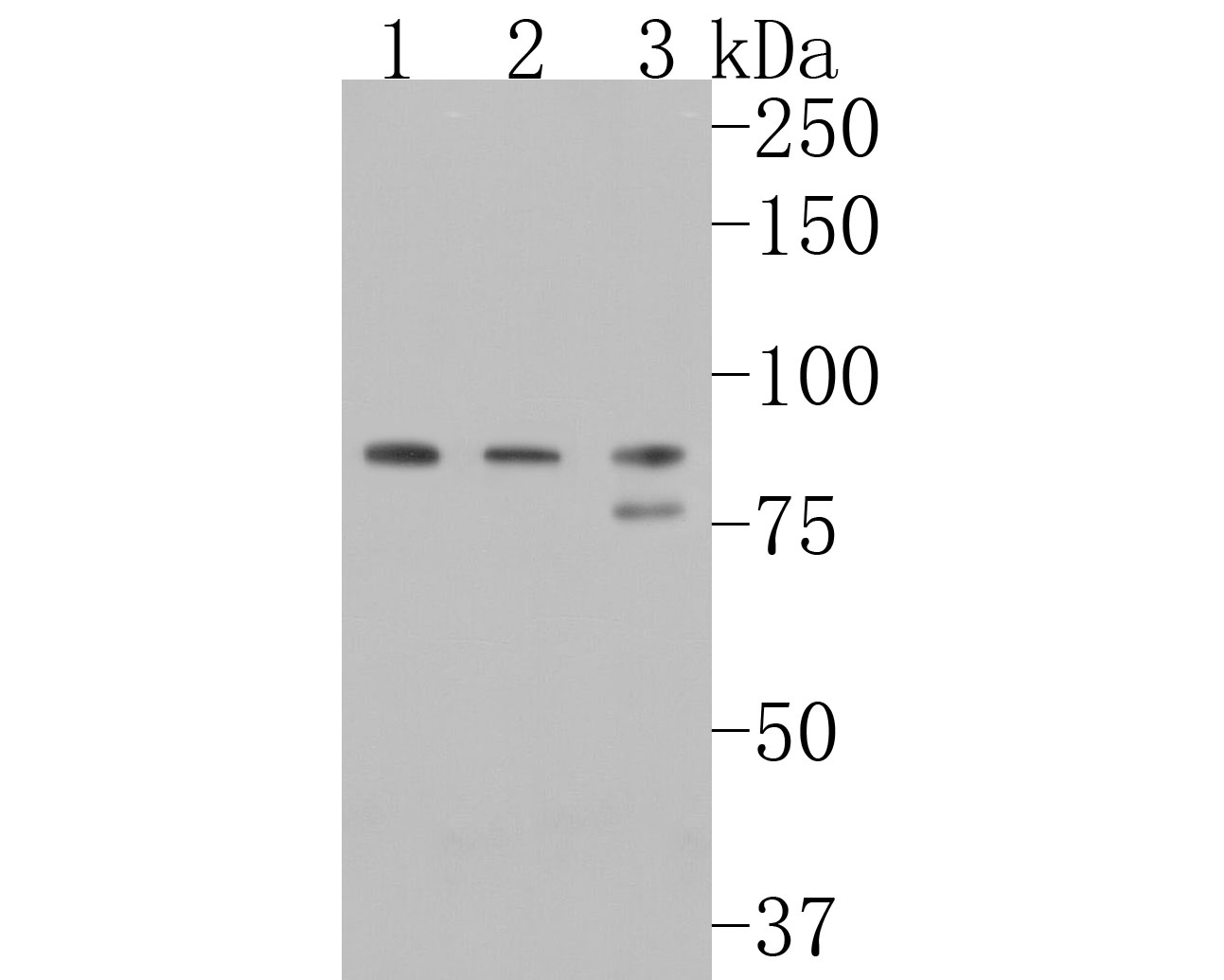HA750446_1.jpg