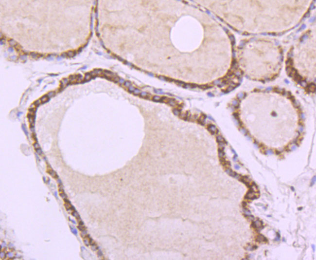 HA750446_3.jpg