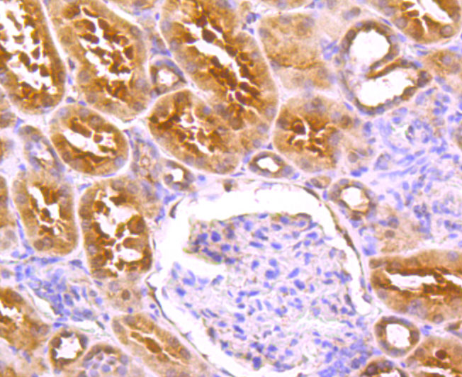 HA750446_4.jpg