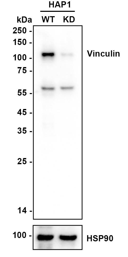 HA750448_2.jpg