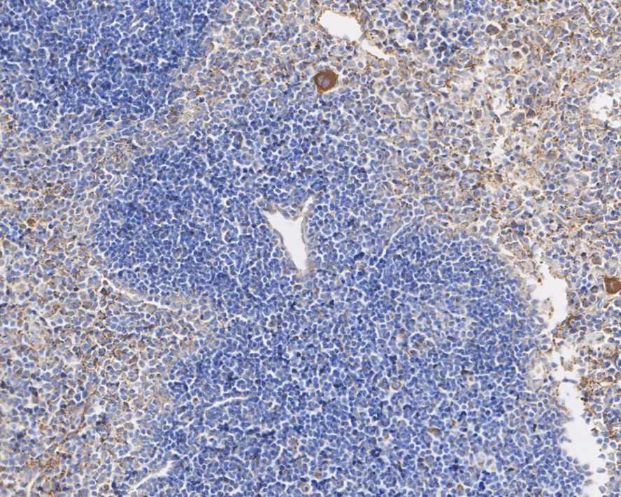 HA750448_6.jpg