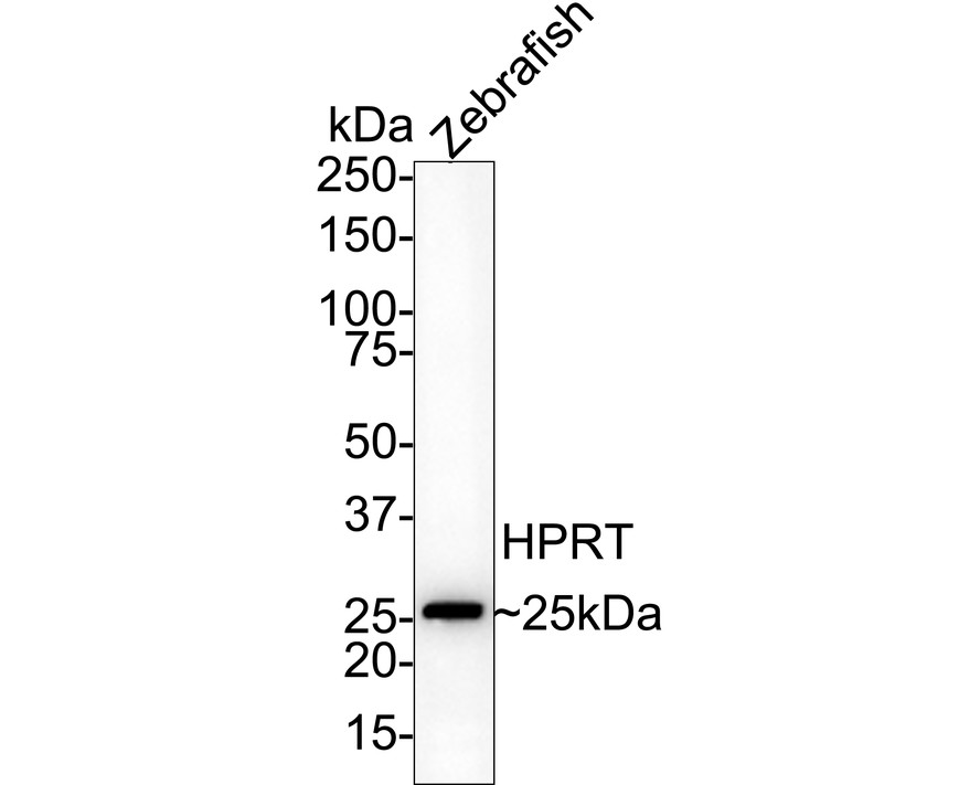 HA750452_2.jpg
