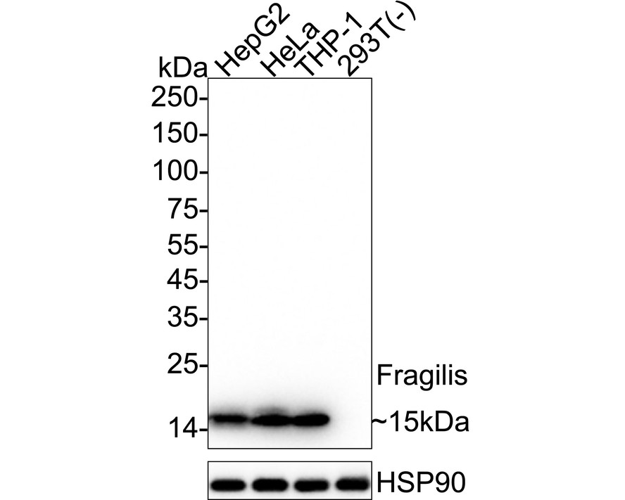 HA750453_1.jpg