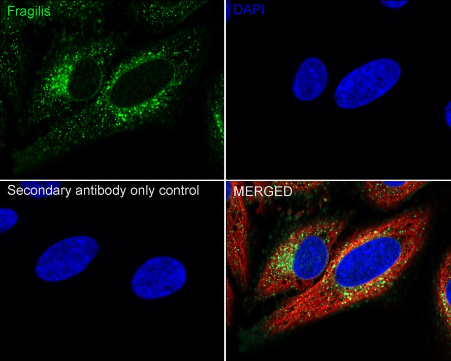 HA750453_2.jpg