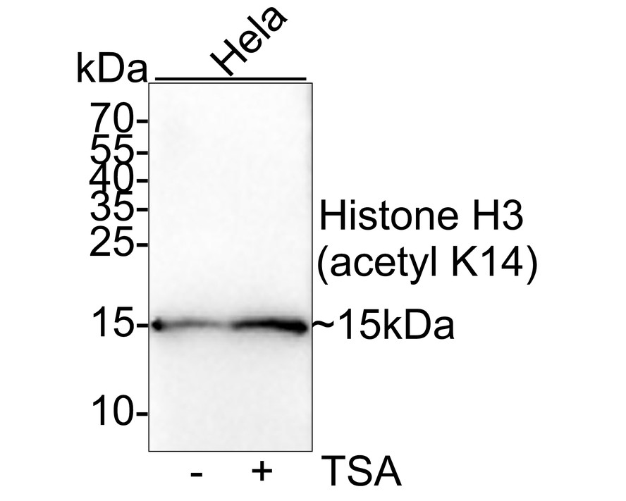 HA750454_2.jpg