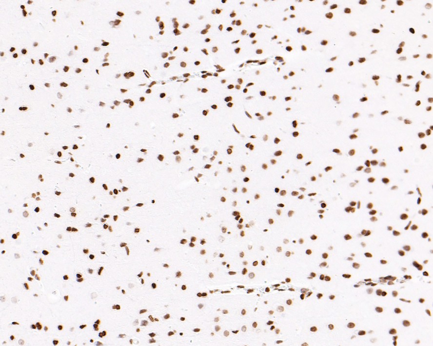 HA750454_7.jpg