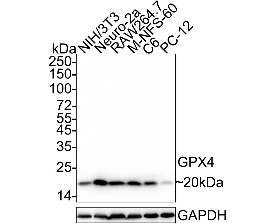 HA750455_3.jpg
