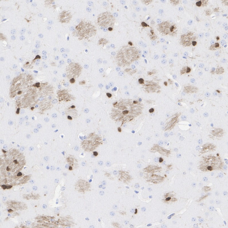 HA750456_7.jpg