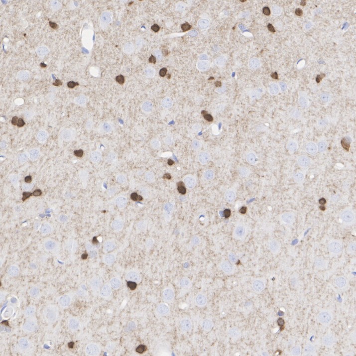 HA750456_8.jpg