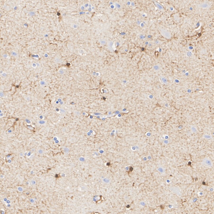 HA750457_5.jpg