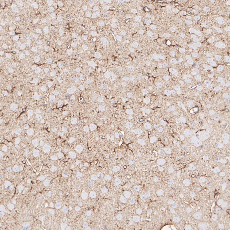 HA750457_6.jpg