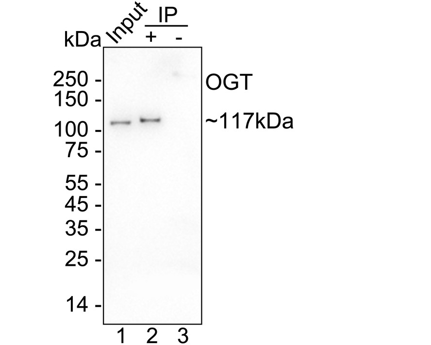 HA750459_12.jpg