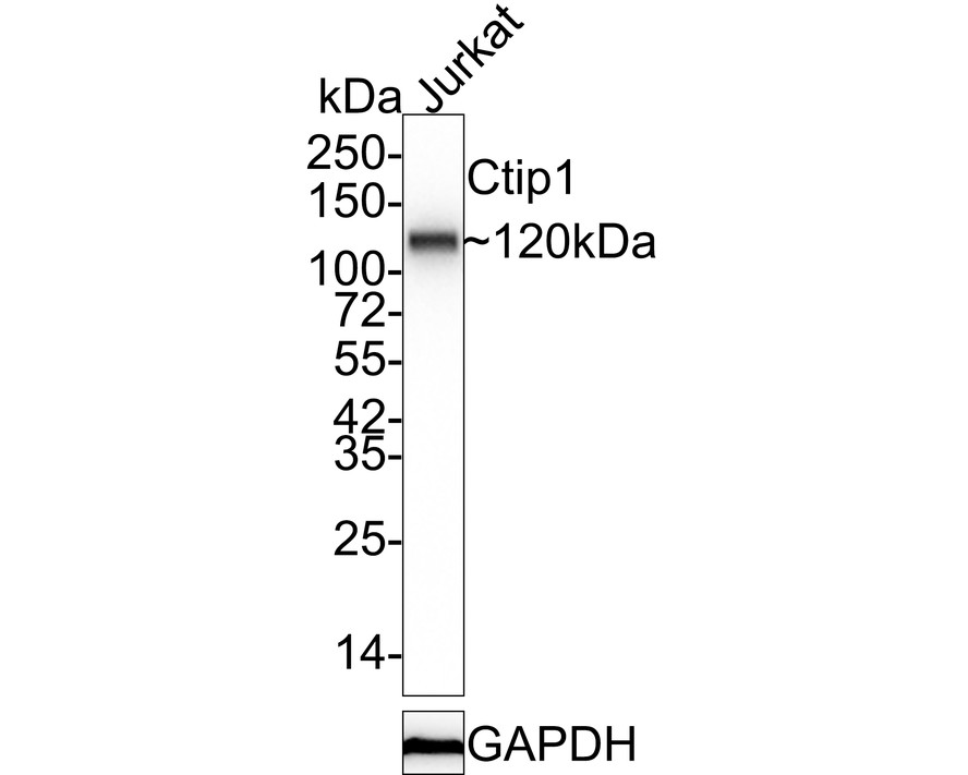 HA750461_1.jpg