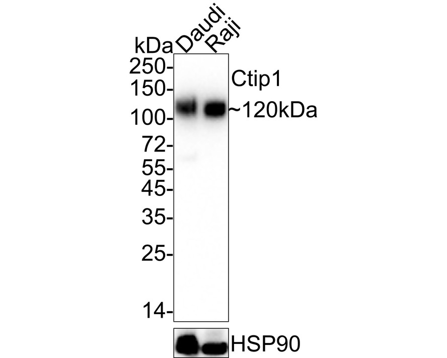 HA750461_2.jpg