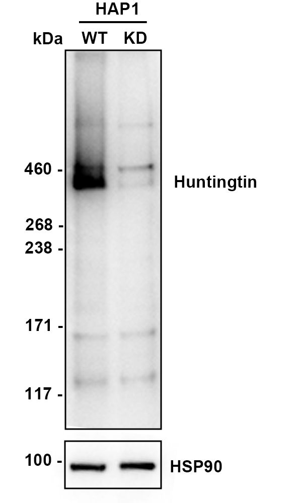 HA750462_2.jpg
