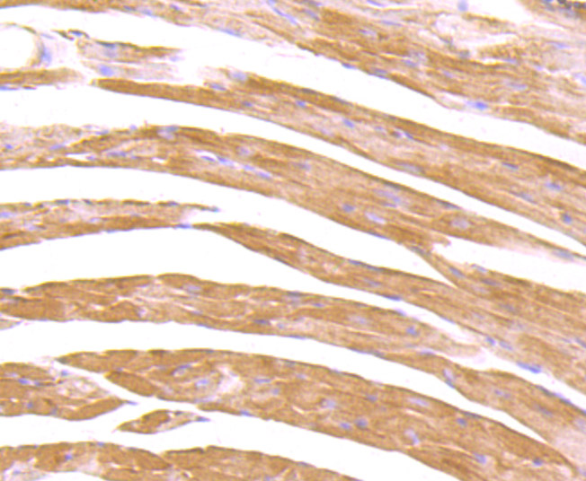 HA750463_4.jpg