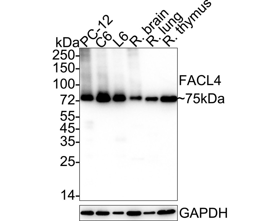 HA750469_3.jpg