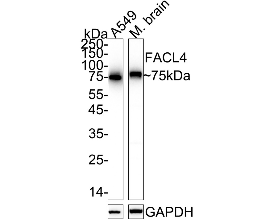 HA750469_4.jpg