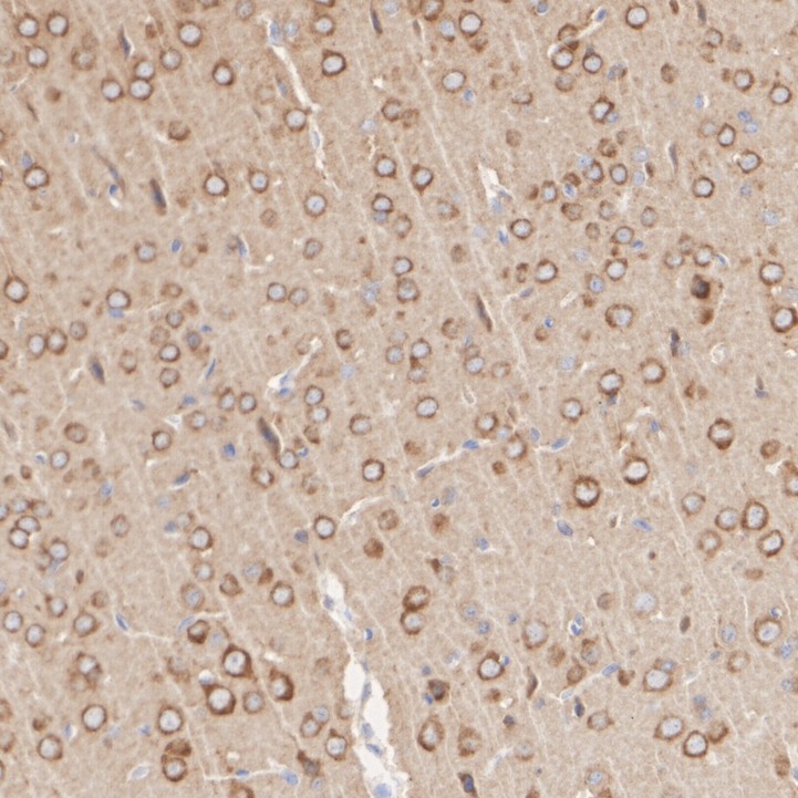 HA750469_5.jpg