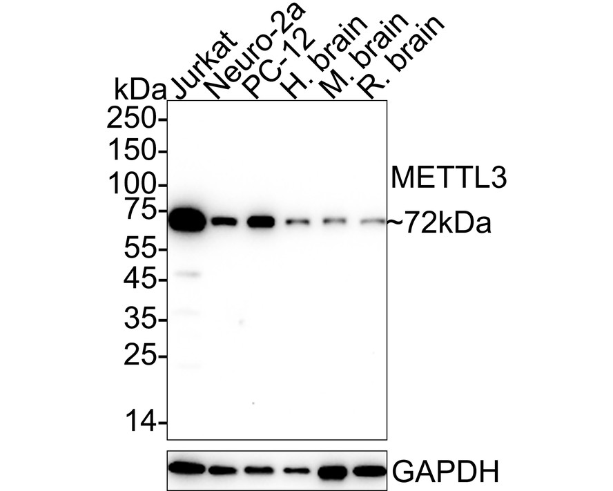 HA750470_1.jpg