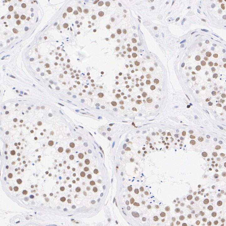 HA750470_6.jpg