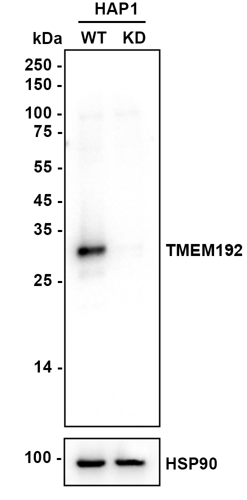 HA750474_1.jpg