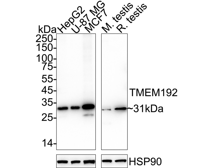 HA750474_2.jpg