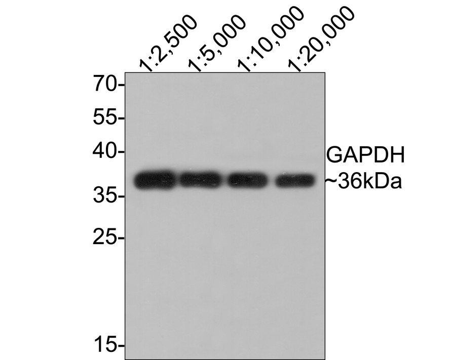 HA750478_3.jpg