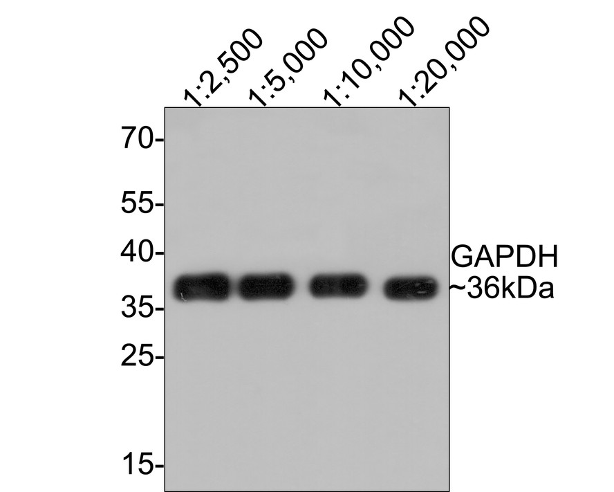 HA750478_4.jpg