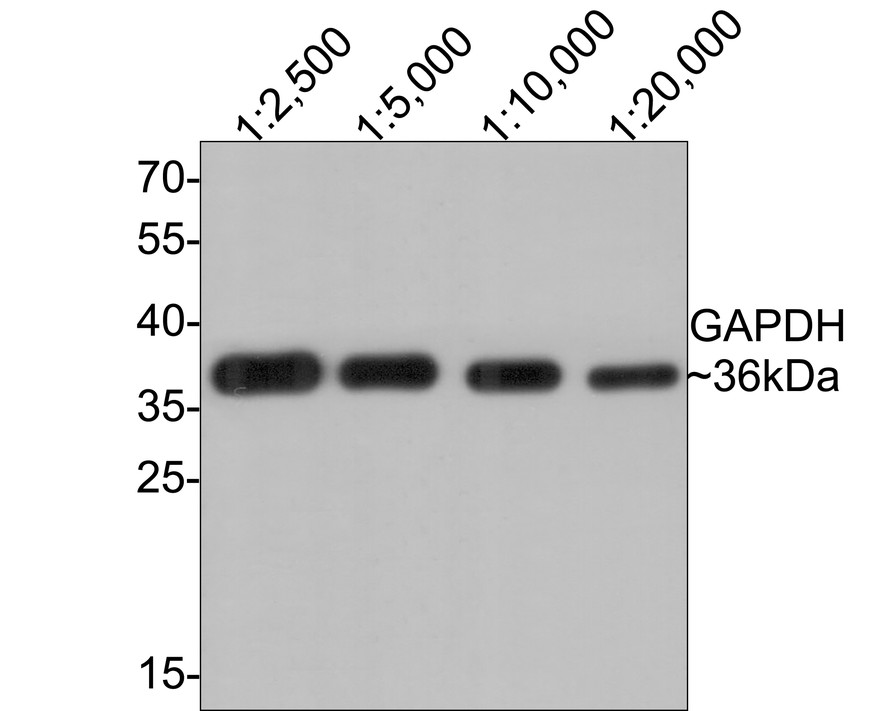 HA750478_5.jpg