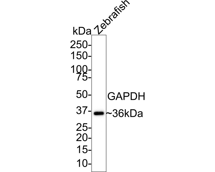 HA750478_6.jpg