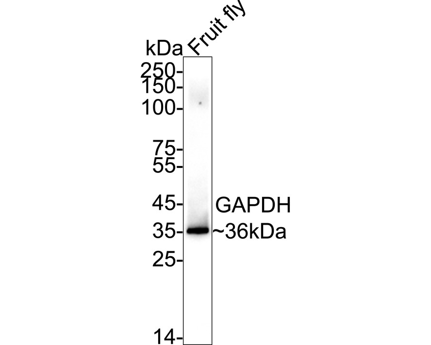 HA750478_7.jpg