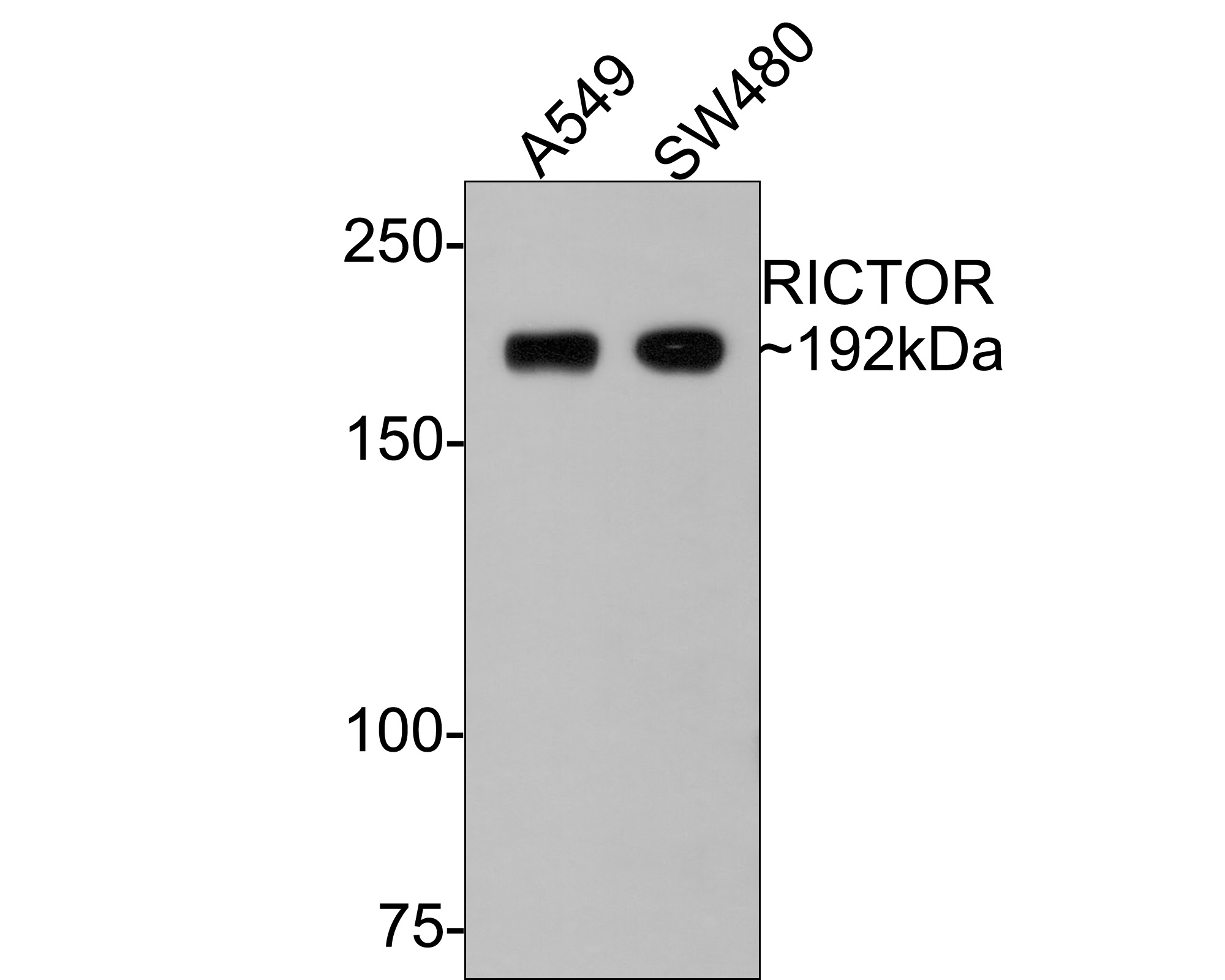 HA750483_1.jpg