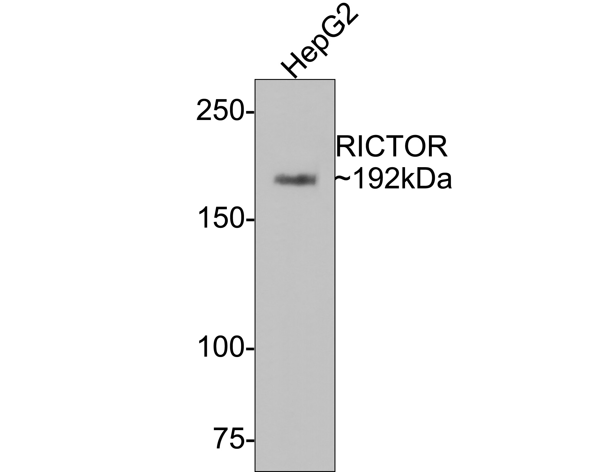 HA750484_1.jpg